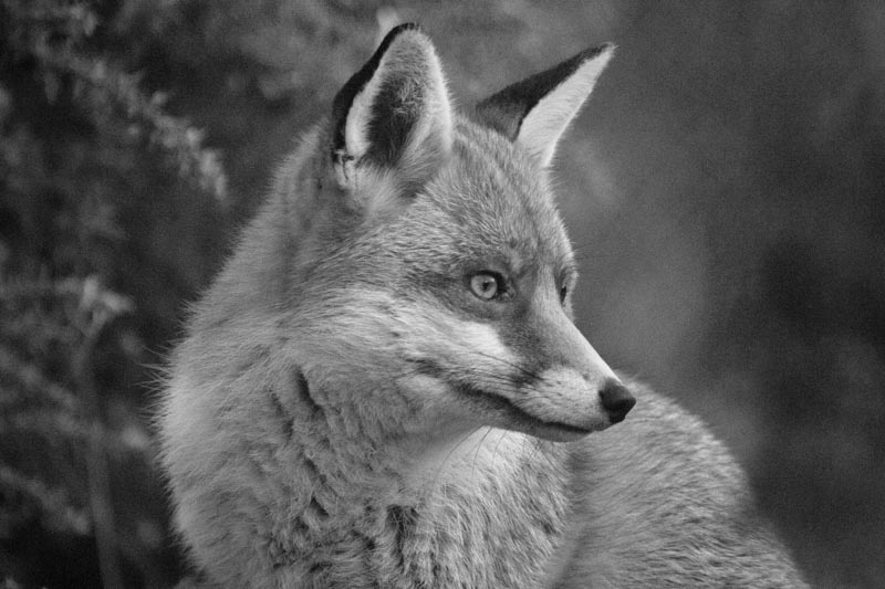 Fox black and white wildlife photography