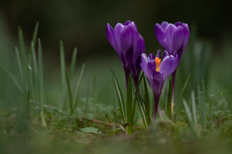 Crocus